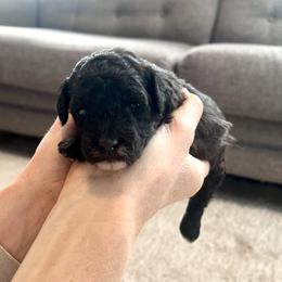 Gabriel - male Aussiedoodle puppy in Utica, Ohio from Poodle Me Crazy