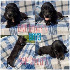 Boy 3 - Black male Dachshund puppy in Rushsylvania, Ohio from DNP Doxies