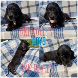 Boy 3 - Black male Dachshund puppy in Rushsylvania, Ohio from DNP Doxies