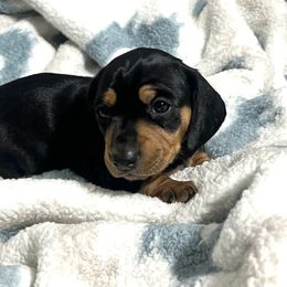 Dachshund Puppies from Dachshund world
