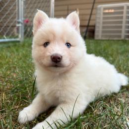 Etta Place - White female Pomsky puppy in Blue Earth, Minnesota from Blue Sky Pomsky