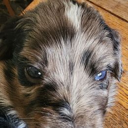 Ross - Blue merle male Aussiedoodle puppy in Vernal, Utah from Adorable Aussiedoodles