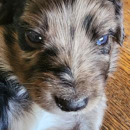 Ross - Blue merle male Aussiedoodle puppy in Vernal, Utah from Adorable Aussiedoodles