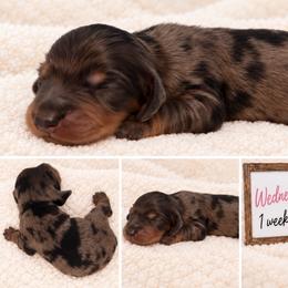 Wednesday - Dapple female Dachshund puppy in Bartlett, Illinois from Dachshundsnextdoor
