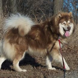 Phoenix  - Alaskan Malamute