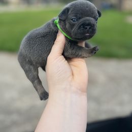 Girl 7 - Blue French Bulldog puppy in Texas from Hou Frenchised