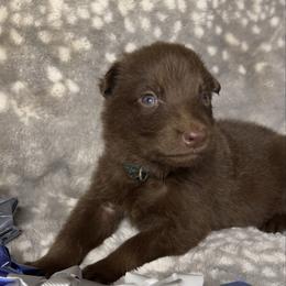 Dark Green color - Liver male German Shepherd puppy in Marion, Ohio from Legacy K9’s