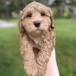 Riesling - Caramel male Australian Labradoodle puppy in Wesley Chapel, Florida from GWagz