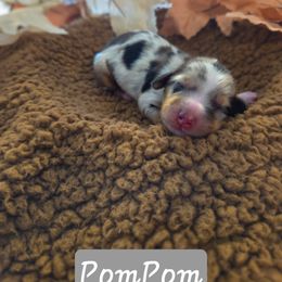 Pompom - Dapple female Dachshund puppy in Lubbock, Texas from Wagging Tails