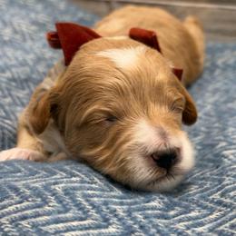 Tiny girl - Parti female Goldendoodle puppy in Herriman, Utah from Rose Canyon Doodles