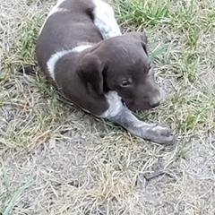 German Shorthaired Pointer Puppies from Cozy's GSPs