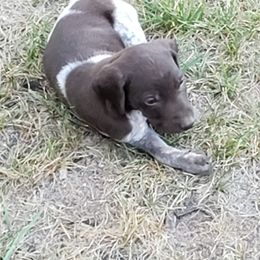 German Shorthaired Pointer Puppies from Cozy's GSPs