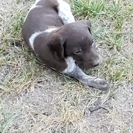 German Shorthaired Pointer Puppies from Cozy's GSPs