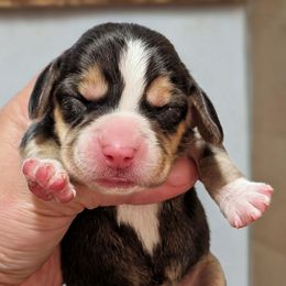 Girl 6 - Black tan and white female Beagle puppy in Baltimore, Maryland from Country Acres Farm