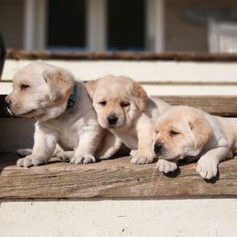 Female 2 - Yellow female Labrador Retriever puppy in Saunemin, Illinois from Shooting Star Labs