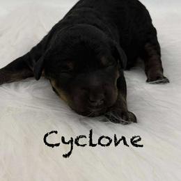 Cyclone - Phantom male Poodle puppy in Wheatland, California from Sapphire Ridge Poodles