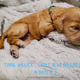 Goldendoodle Puppies from Big Top Doodles