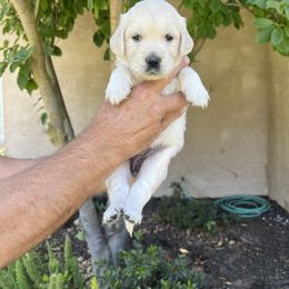 Golden Retriever Puppies from Michelle‘s English cream golden retrievers