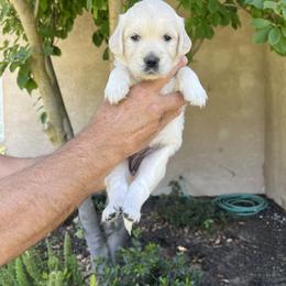 Golden Retriever Puppies from Michelle‘s English cream golden retrievers