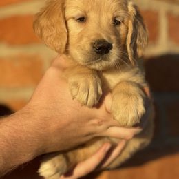 Sunny - Golden female Golden Retriever puppy in Mc Neal, Arizona from K&N Golden Retriever Companion