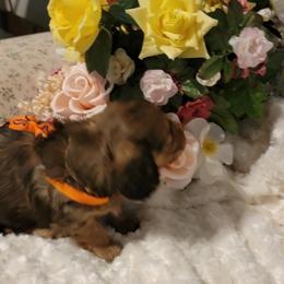 Dachshund Puppies from CLARK'S BREEDING PROGRAM