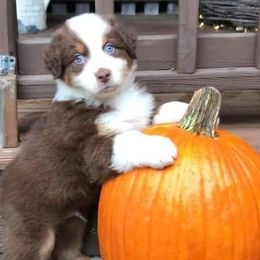 Australian Shepherds from B&C Aussies