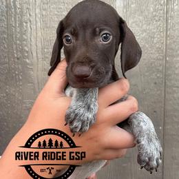 Male 8 - Liver roan male German Shorthaired Pointer puppy in Weeki Wachee, Florida from River Ridge GSP