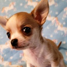 Chihuahuas from Chloe & Friends