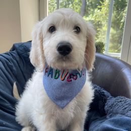 Penny - Cream female Goldendoodle puppy in Rocky Point, North Carolina from CelticDoods