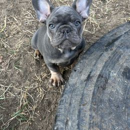 French Bulldog Puppies from High Tide Frenchies