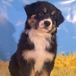 Louie - Black tri-color male Australian Shepherd puppy in Waddell, Arizona from Winsome Aussies