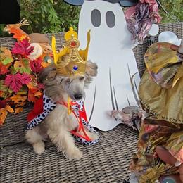 Braxton Long Star Angel - Brown male Chinese Crested puppy in Amarillo, Texas from Victoria's Chinese Cresteds Long Star Angels