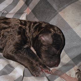 Lady - Chocolate female Goldendoodle puppy in Cross, South Carolina from DoodleDandy & Danes