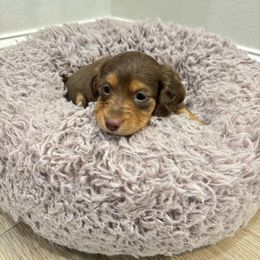 Dachshund Puppies from Boujee Dachshunds