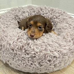Dachshund Puppies from Boujee Dachshunds