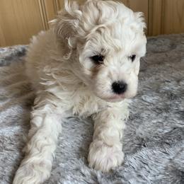 Venus - Parti female Poodle puppy in Haddam, Kansas from Golden B Acres