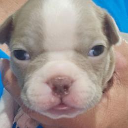 Girl 2  (4th born) - Blue female Boston Terrier puppy in Versailles, Indiana from Benhams Bostons