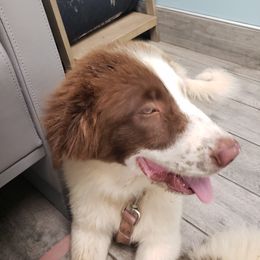 Sweetie - Karakachan puppy in Virginia from Hilljack Farm