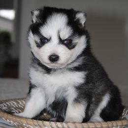 Kenna - Gray and white female Pomsky puppy in Apple Creek, Ohio from Kathryn Troyer
