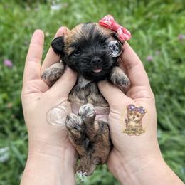 Sailor - Gold female Morkie puppy in Barren Springs, Virginia from Seeking Shalom Acres Maltese, Maltipoos & Havamalts