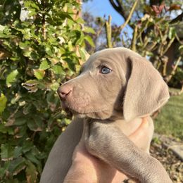 Weimaraner Puppies from Baird Weims - AKC registered