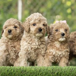 Poodles from Blossom Poodles