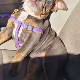 Bulldogs from High Desert Bully's