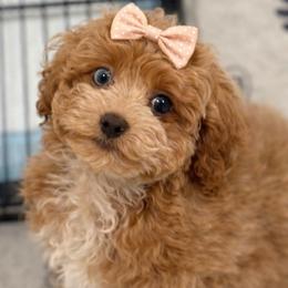 Star - Cockapoo