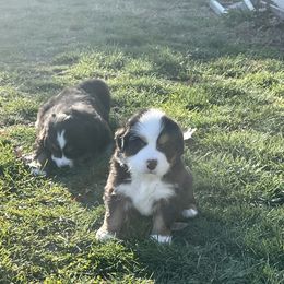 Bernese Mountain Dog Puppies from Willow Tree Berners