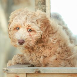 Australian Labradoodle Puppies from Lake House Doodles