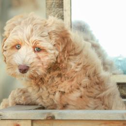 Australian Labradoodle Puppies from Lake House Doodles