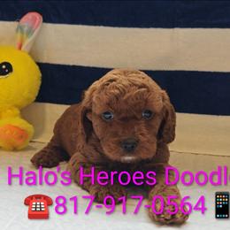 Jorie - Red female Cavapoo puppy in Dallas, Texas from Halo's Heroes Doodles