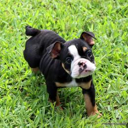 Lilly - Black tri-color female Bulldog puppy in Winnsboro, Texas from JP Ranch Bulldogs