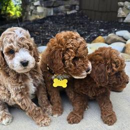 Girl 1 - Cream female Goldendoodle puppy in Bristol, Tennessee from 4goldendoodles